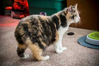 striped cat with no tail