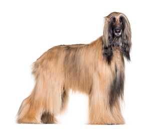 Golden Afghan Hound dog breed with face forward standing side view against white background