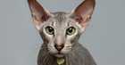 what do cats and dogs see