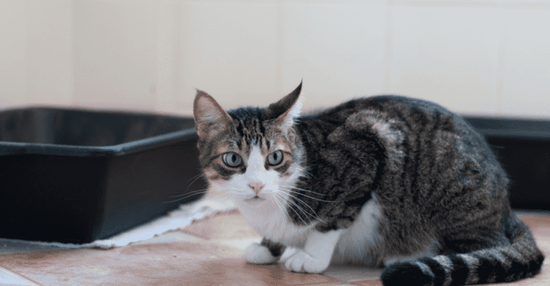 Cat Diarrhea
