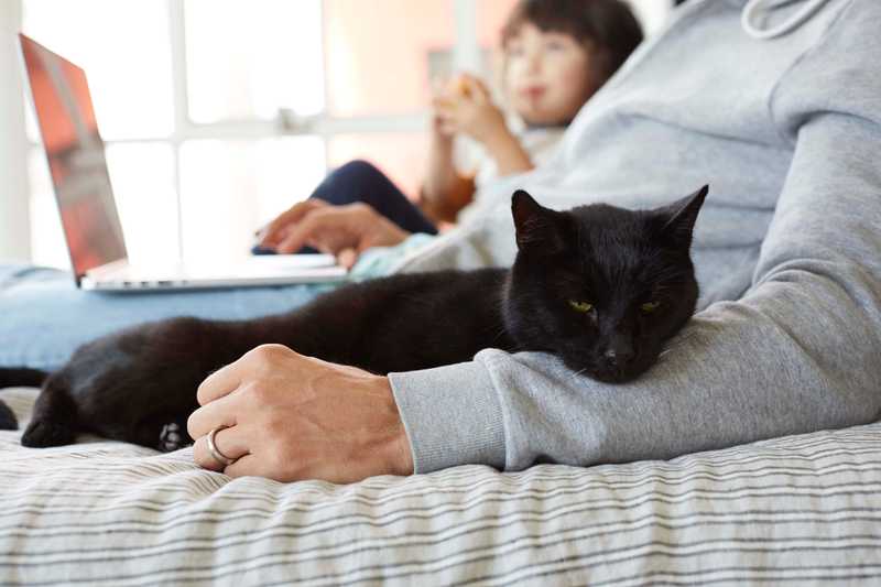 Black cat sitting on the lap