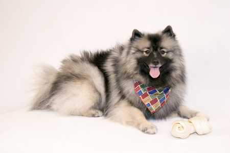 Keeshond dog breed laying down with a colorful scarf and a bone against a white background