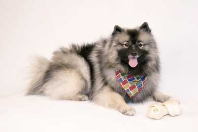 Keeshond dog breed laying down with a colorful scarf and a bone against a white background