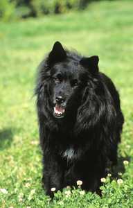 Swedish Laphund dog breed standing on the grass panting
