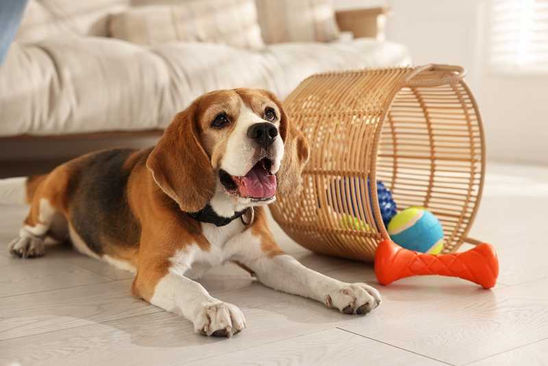 Beagle lying on a bedroom floor beside an overturned wicker basket with scattered dog toys