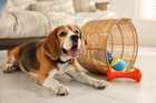 Beagle lying on a bedroom floor beside an overturned wicker basket with scattered dog toys