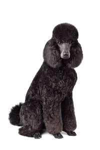 Black Standard Poodle dog breed standing against a white background