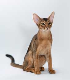 somali cat sitting in front of a white background with ears erect and tail extended