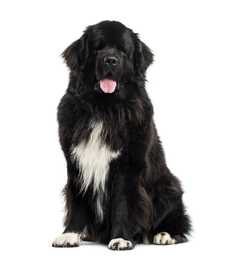 Newfoundland dog breed sitting tall with tongue out against a white background