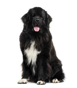 Newfoundland dog breed sitting tall with tongue out against a white background