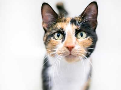 Standing close up of a shorthaired Calico cat breed against a white background
