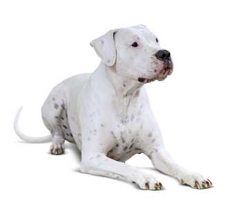 Dogo Argentino dog breed laying down looking to the right against a white background