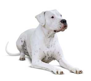 Dogo Argentino dog breed laying down looking to the right against a white background