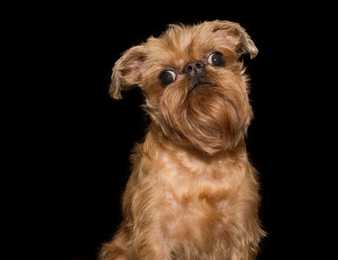 Close up of a Brussels Griffon dog breed sitting against a black background