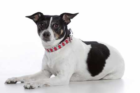 Laying down Rat Terrier dog breed with red patterned collar against a white background