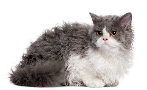 Selkirk Rex cat stting against a white background