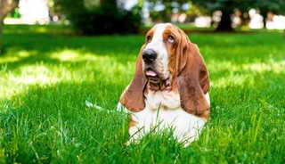 Basset hound dog laying in grass