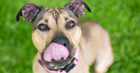 Apple cider vinegar for dogs