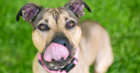 Apple cider vinegar for dogs