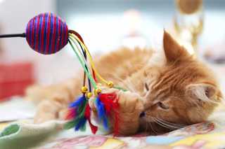 yellow cat playing with cat toy on blanket
