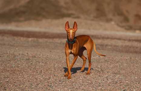 Cirneco dell'Etna dog standing outside against sandy background