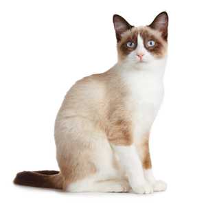 Side view of a Snowshoe cat breed sitting looking at the camera against a white background