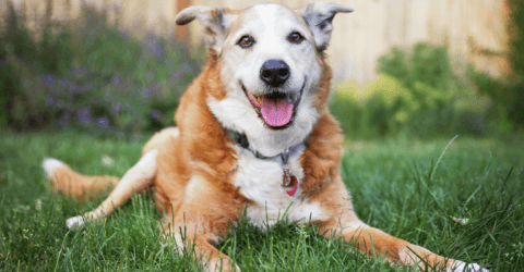 senior dog