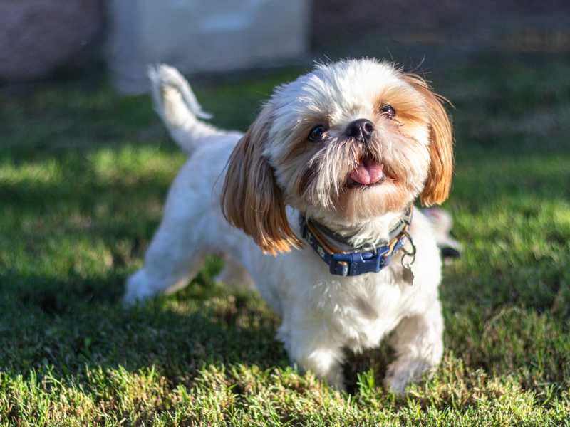 White and tan Shih Tzu standing in grass