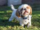 White and tan Shih Tzu standing in grass