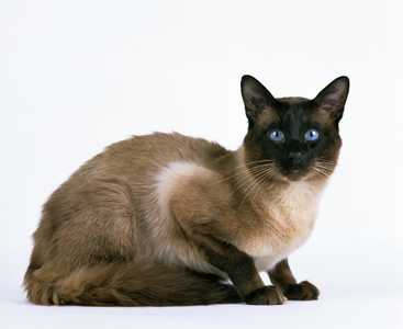 Side view of a Balinese cat breed laying down looking at the camera against a white background