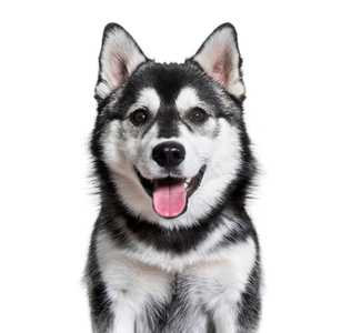 Pomsky dog breed headshot with tongue out against a white background