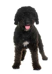 Spanish Water dog breed standing and panting against a white background