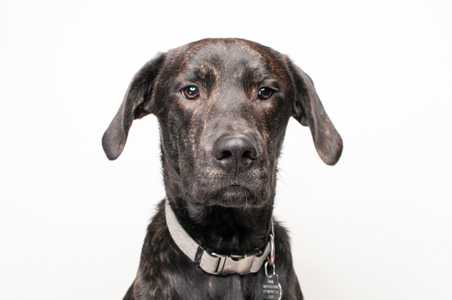 Plott Hound dog breed headshot against a white background