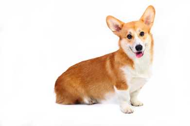 Pembroke Welsh Corgi dog breed sitting side view with face forward against a white background