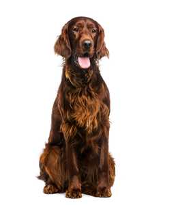 Irish Setter dog breed sitting tall with tongue out against a white background