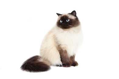 Sitting side view of a Himalayan cat breed looking to the left against a white background