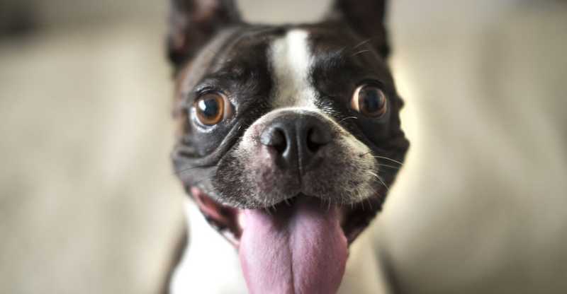 Dogs and Cats Recognize Their Owners