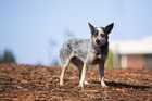 Australian Cattle dog standing in field