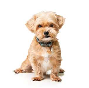 Shorkie dog breed with collar sitting against a white background