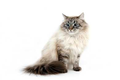 Siberian cat breed sitting with fluffy tail wrapped around front against a white background