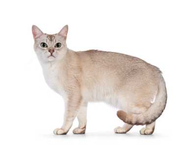Burmilla cat standing against a white background