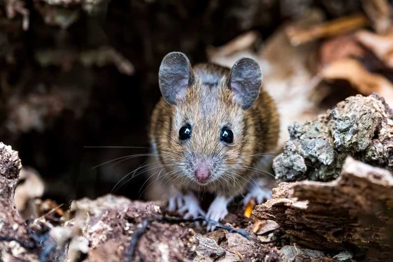 Mouse hiding int the leaves