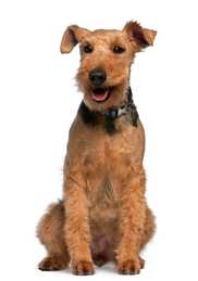 adult welsh terrier dog breed sitting in front of a white background