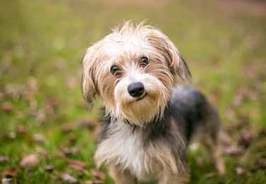 Front view of Morkie dog breed looking inquisitively at the camera and standing in the grass
