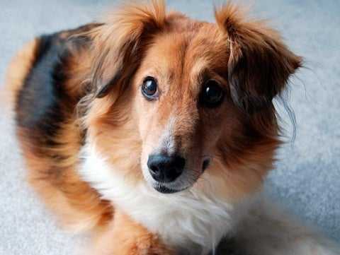 fragrances poisonous to pets