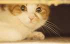 do pets go to heaven