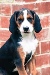 Close up of a sitting Hamiltonstovare dog breed against a brick building
