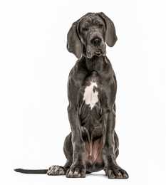 Dark Great Dane dog breed  with white chest sitting with head slightly ajar against white background
