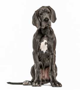 Dark Great Dane dog breed  with white chest sitting with head slightly ajar against white background