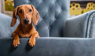 Dachshund laying on blue chair